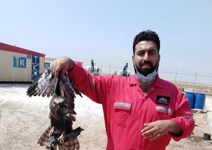 پرنده شکاری با تلاش کارکنان اچ‌اس‌یی اروندان نجات یافت