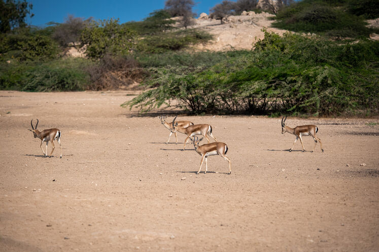 نفت فلات قاره حامی آهوان خارک
