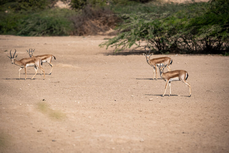نفت فلات قاره حامی آهوان خارک