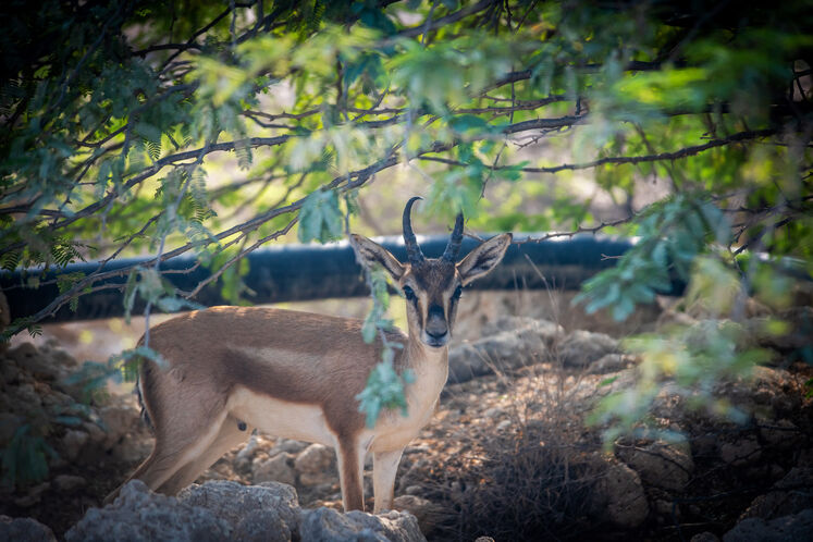 نفت فلات قاره حامی آهوان خارک