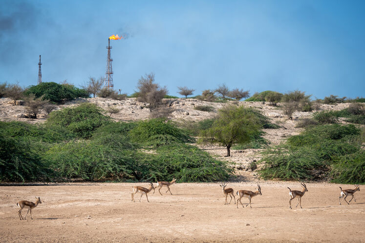 نفت فلات قاره حامی آهوان خارک