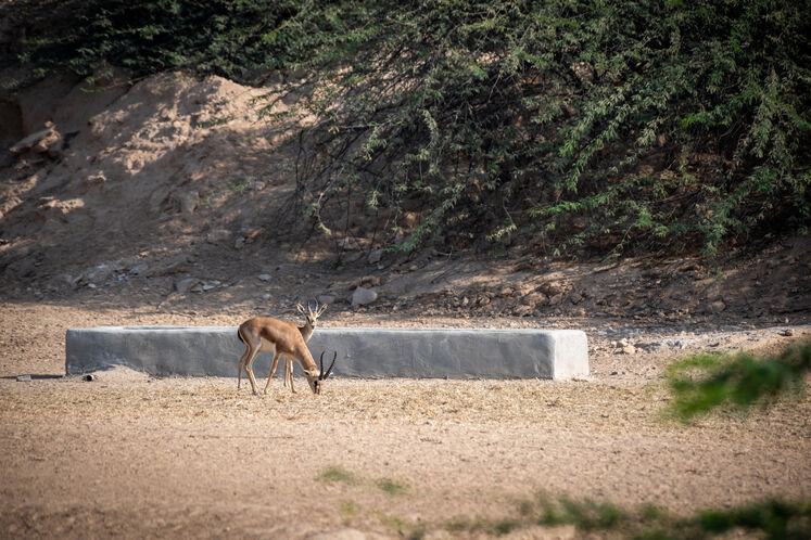 نفت فلات قاره حامی آهوان خارک