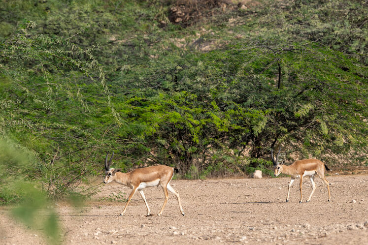 نفت فلات قاره حامی آهوان خارک