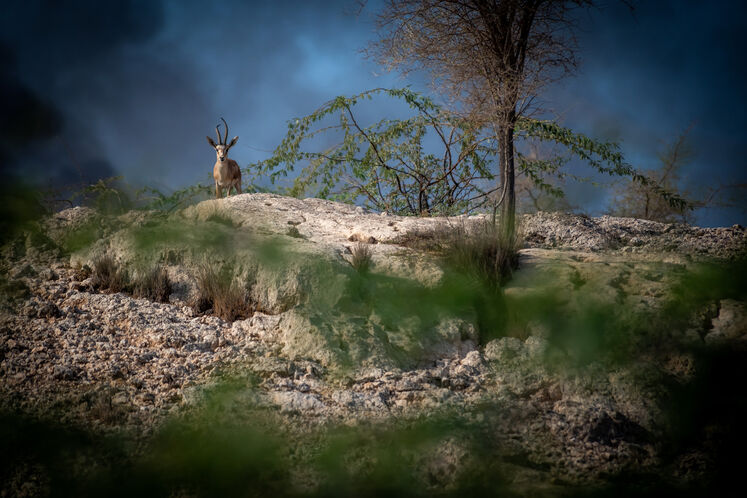 نفت فلات قاره حامی آهوان خارک