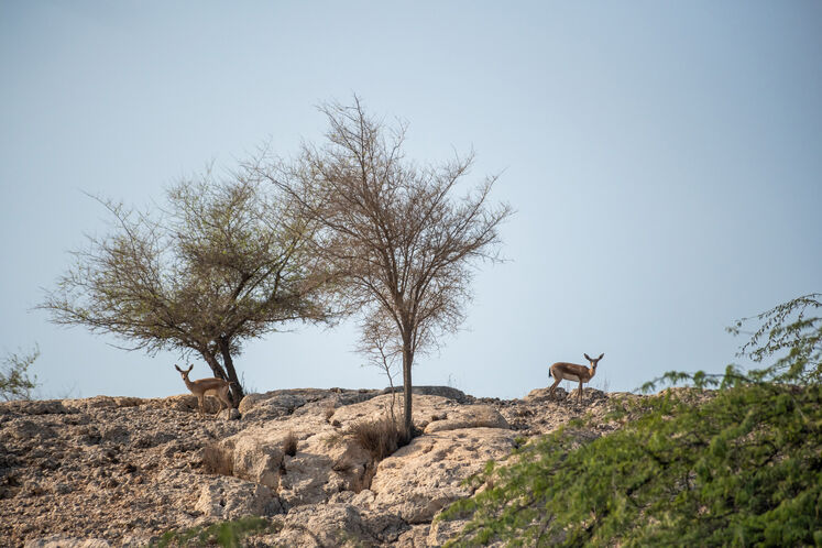 نفت فلات قاره حامی آهوان خارک