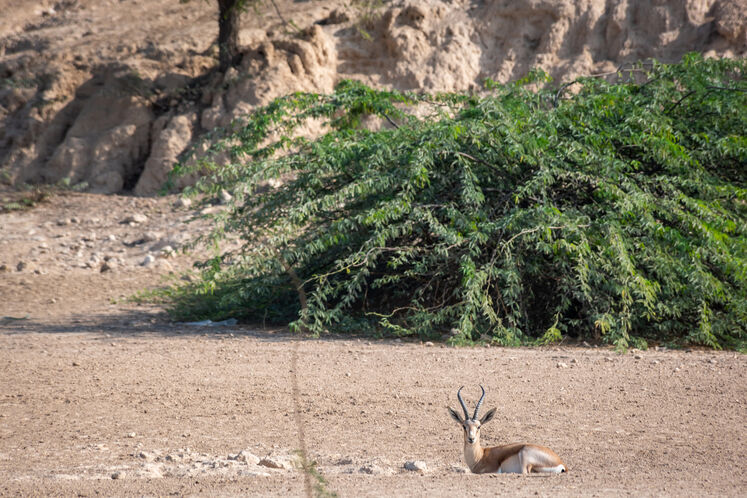 نفت فلات قاره حامی آهوان خارک