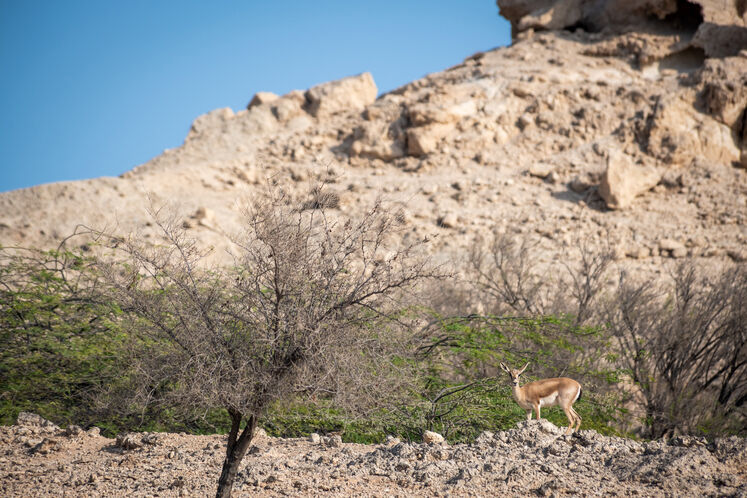 نفت فلات قاره حامی آهوان خارک