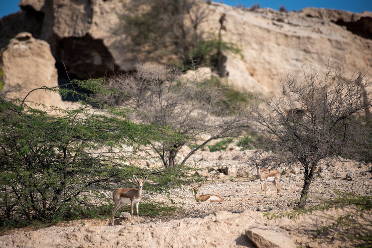 نفت فلات قاره حامی آهوان خارک