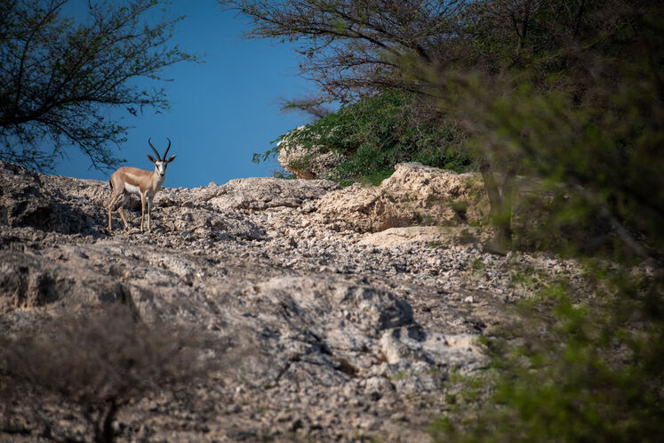نفت فلات قاره حامی آهوان خارک