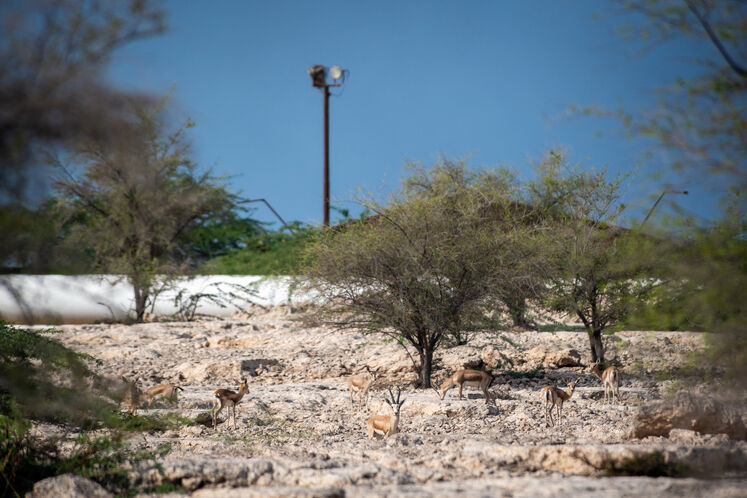 نفت فلات قاره حامی آهوان خارک