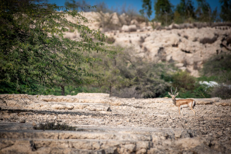 نفت فلات قاره حامی آهوان خارک