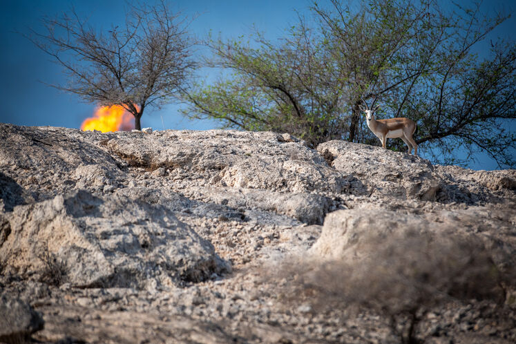 نفت فلات قاره حامی آهوان خارک