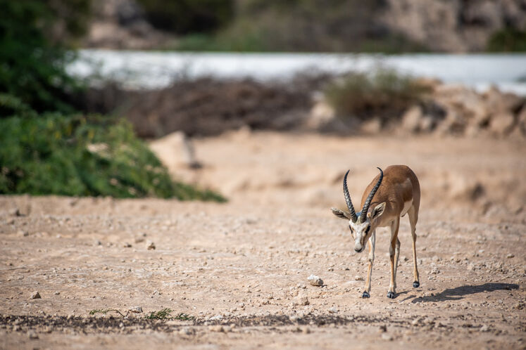 نفت فلات قاره حامی آهوان خارک
