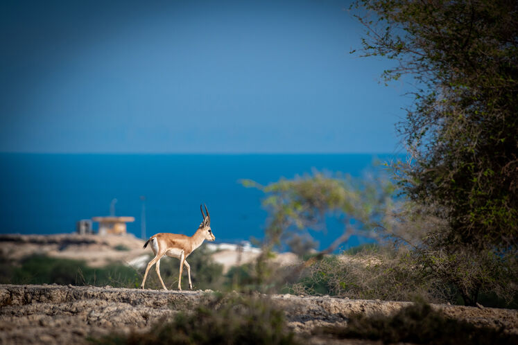 نفت فلات قاره حامی آهوان خارک