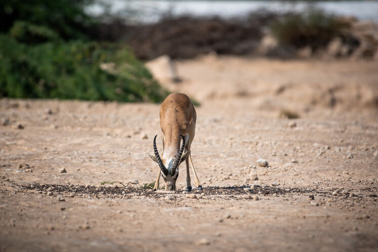 نفت فلات قاره حامی آهوان خارک