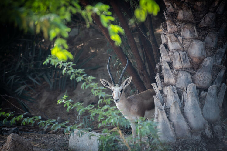 نفت فلات قاره حامی آهوان خارک