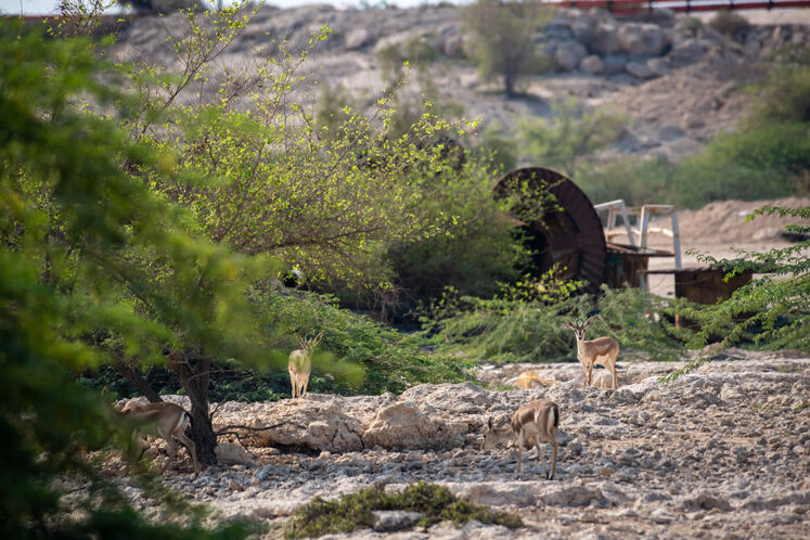 نفت فلات قاره حامی آهوان خارک