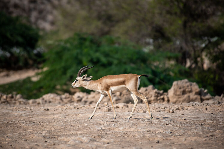 نفت فلات قاره حامی آهوان خارک