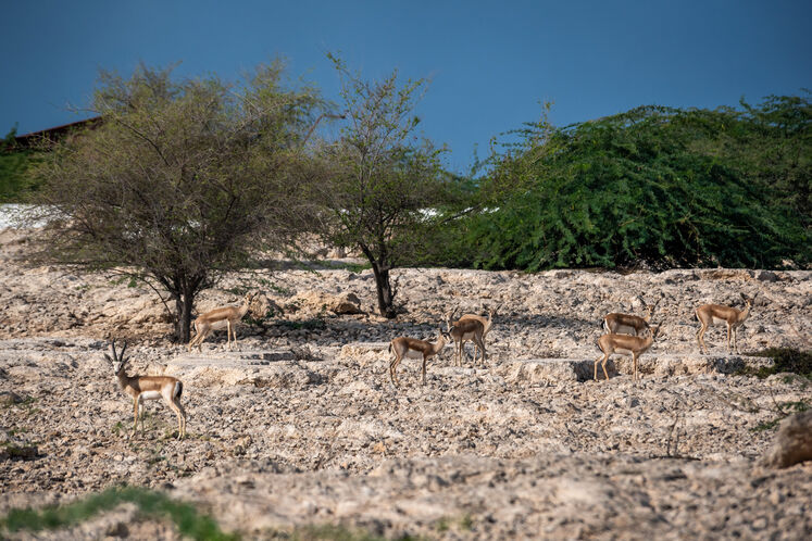 نفت فلات قاره حامی آهوان خارک