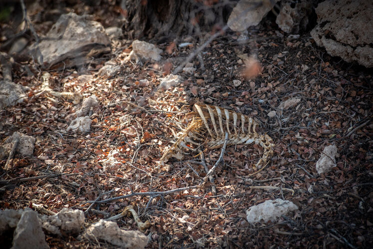 نفت فلات قاره حامی آهوان خارک