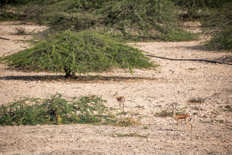 نفت فلات قاره حامی آهوان خارک