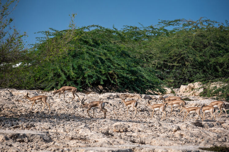 نفت فلات قاره حامی آهوان خارک