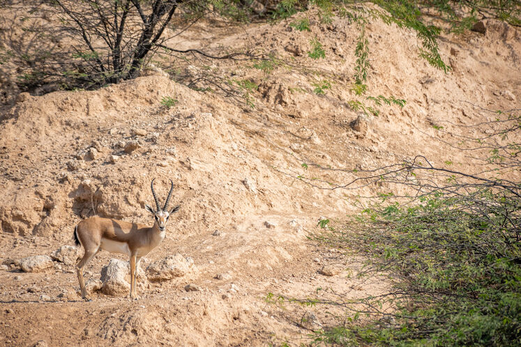 نفت فلات قاره حامی آهوان خارک