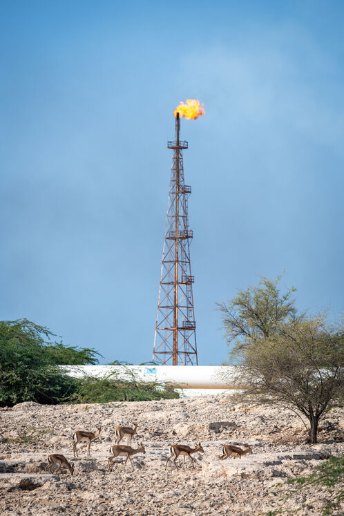 نفت فلات قاره حامی آهوان خارک