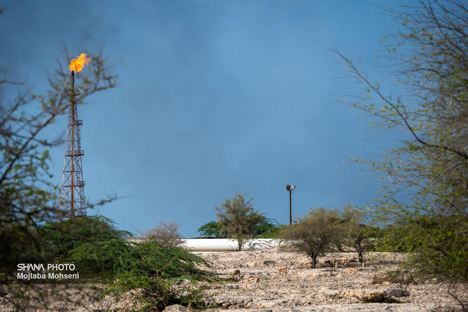 پیشبینی تولید و بهرهدهی چاههای شرکت نفت فلات قاره پیشبینی تولید و بهرهدهی چاههای شرکت نفت فلات قاره