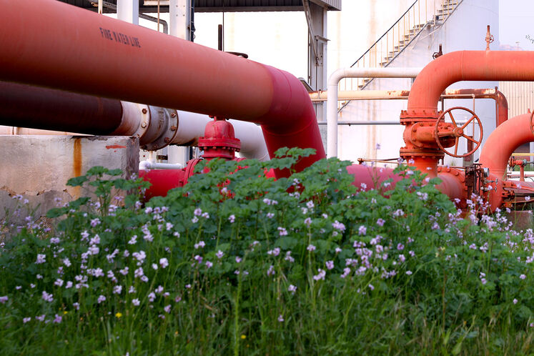 رنگ و روی بهاری در ان جی ال 1000