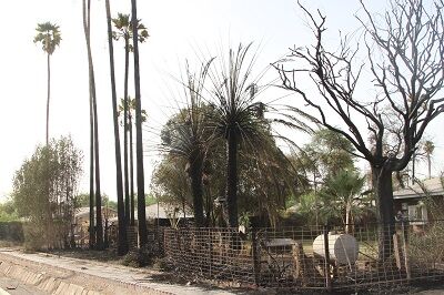 آتشسوزی در فضای سبز منطقه فداییان اسلام (نیوساید) اهواز مهار شد آتشسوزی در فضای سبز منطقه فداییان اسلام (نیوساید) اهواز مهار شد