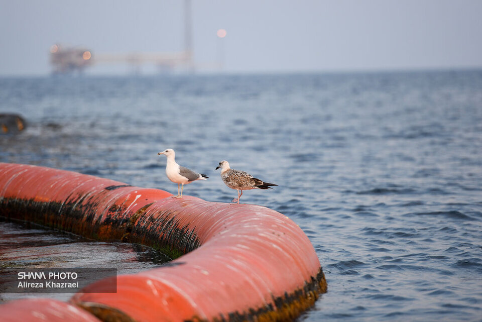 گزیدههای نفتی هفته گزیدههای نفتی هفته