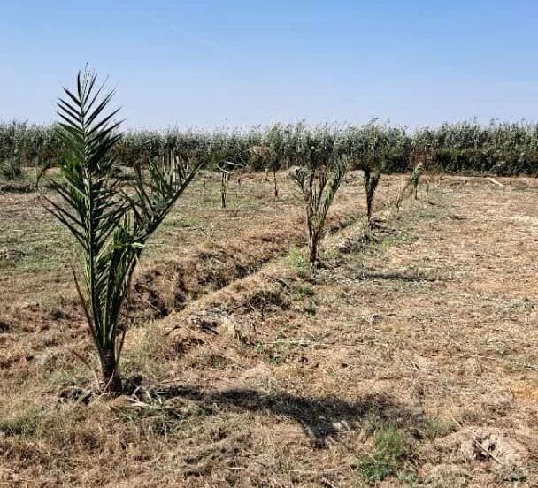 صنعت نفت به درختکاری با مشارکت در کاشت یک میلیارد اصله نهال ورود کرد 2 ورود صنعت نفت به درختکاری با مشارکت در کاشت یک میلیارد اصله نهال