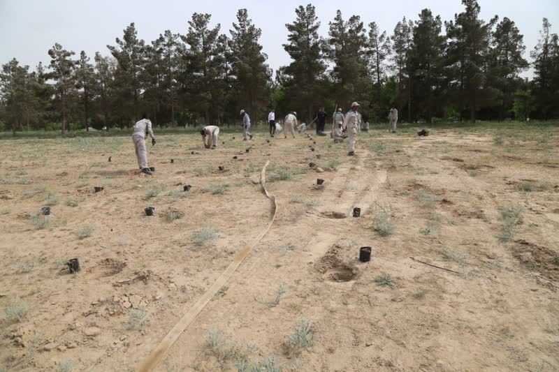 اقدام پالایشگاه گاز هاشمینژاد برای مقابله با ریزگردها