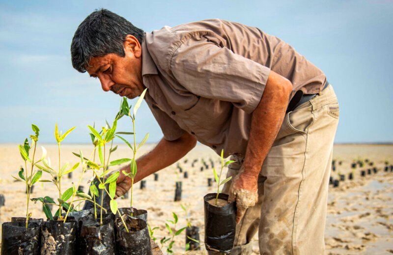 اهدای بیش از 5 هزار اصله نهال حرا به محیط زیست استان بوشهر
