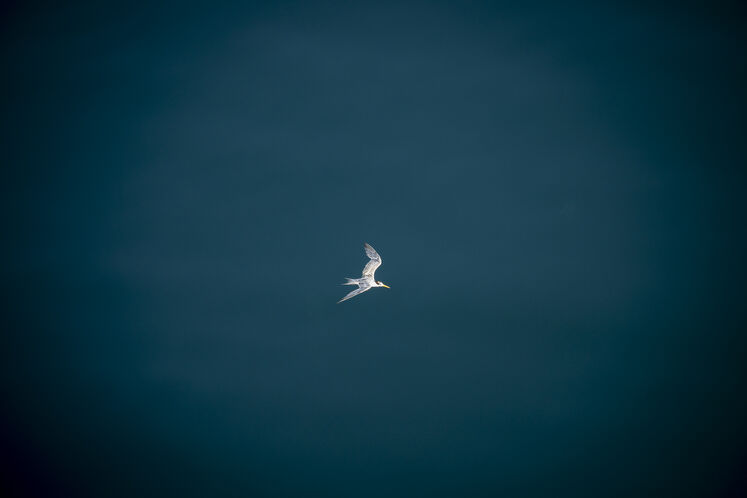 همزیستی مسالمتآمیز صنعت نفت با آبزیان