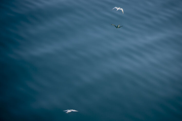 همزیستی مسالمتآمیز صنعت نفت با آبزیان