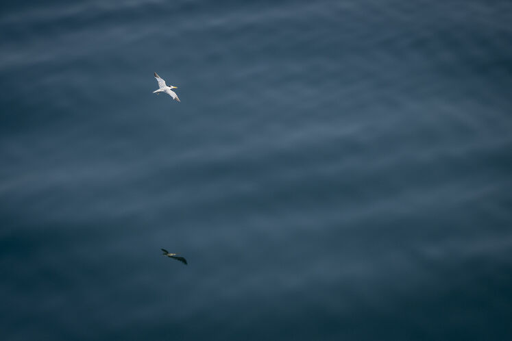 همزیستی مسالمتآمیز صنعت نفت با آبزیان