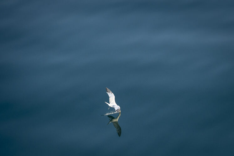 همزیستی مسالمتآمیز صنعت نفت با آبزیان