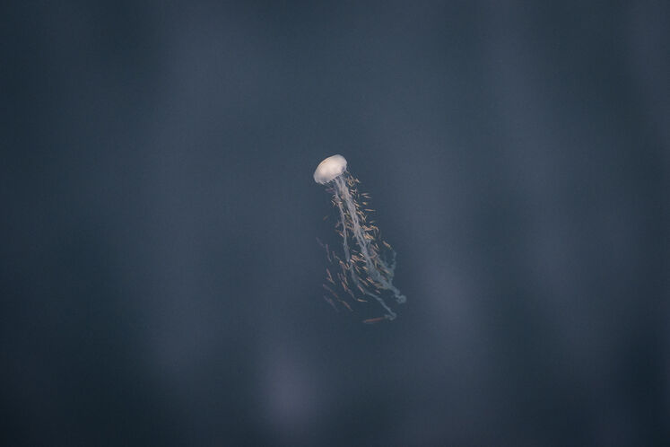 همزیستی مسالمتآمیز صنعت نفت با آبزیان