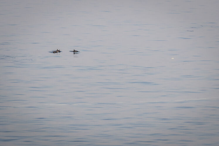 همزیستی مسالمتآمیز صنعت نفت با آبزیان