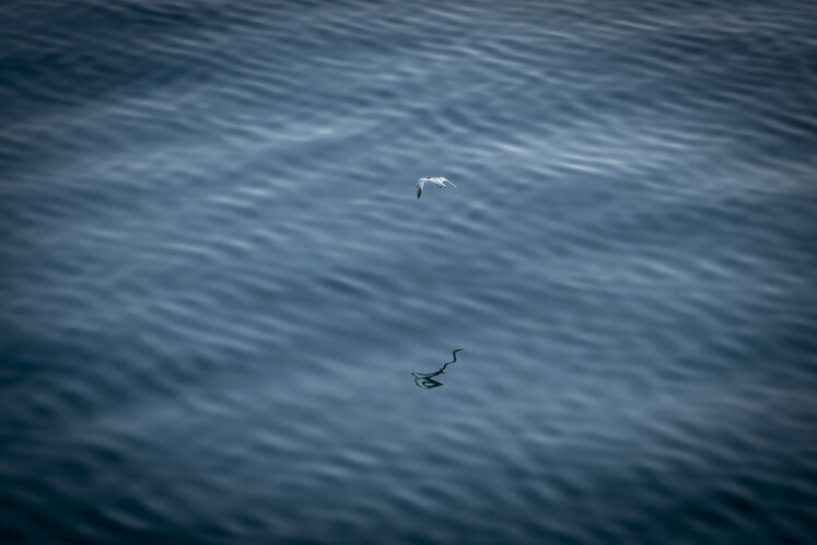 همزیستی مسالمتآمیز صنعت نفت با آبزیان