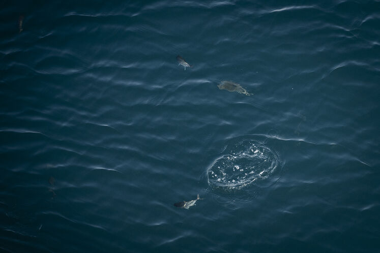 همزیستی مسالمتآمیز صنعت نفت با آبزیان