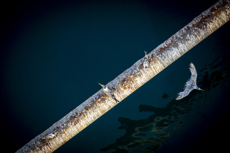 همزیستی مسالمتآمیز صنعت نفت با آبزیان