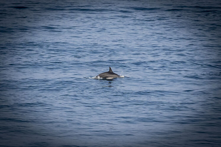 همزیستی مسالمتآمیز صنعت نفت با آبزیان
