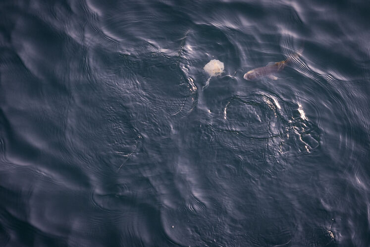 همزیستی مسالمتآمیز صنعت نفت با آبزیان