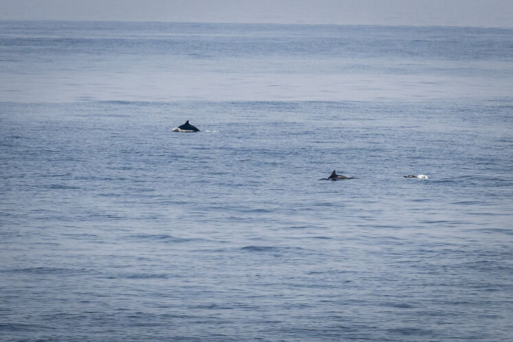 همزیستی مسالمتآمیز صنعت نفت با آبزیان