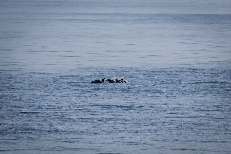 همزیستی مسالمتآمیز صنعت نفت با آبزیان