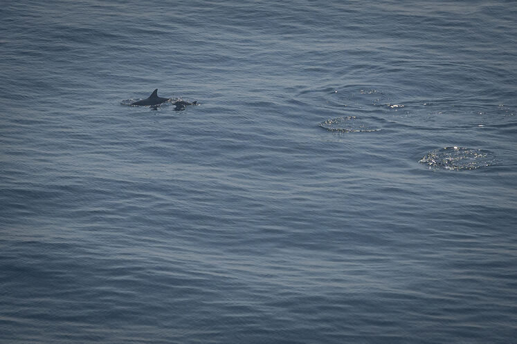 همزیستی مسالمتآمیز صنعت نفت با آبزیان