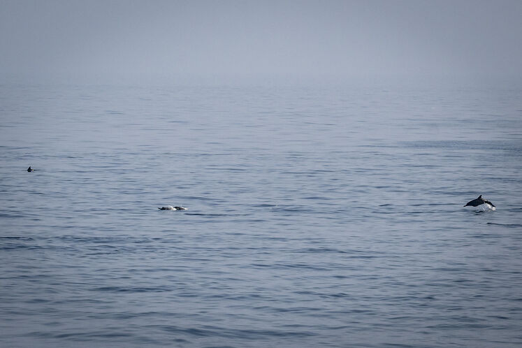 همزیستی مسالمتآمیز صنعت نفت با آبزیان